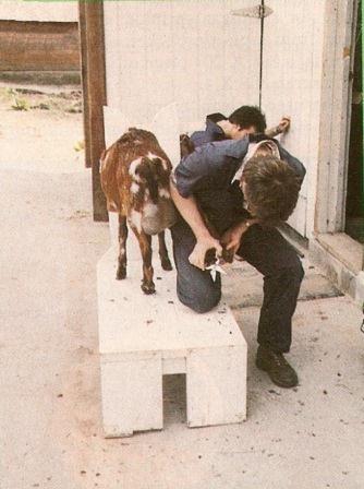 
Trim their hooves regularly.
